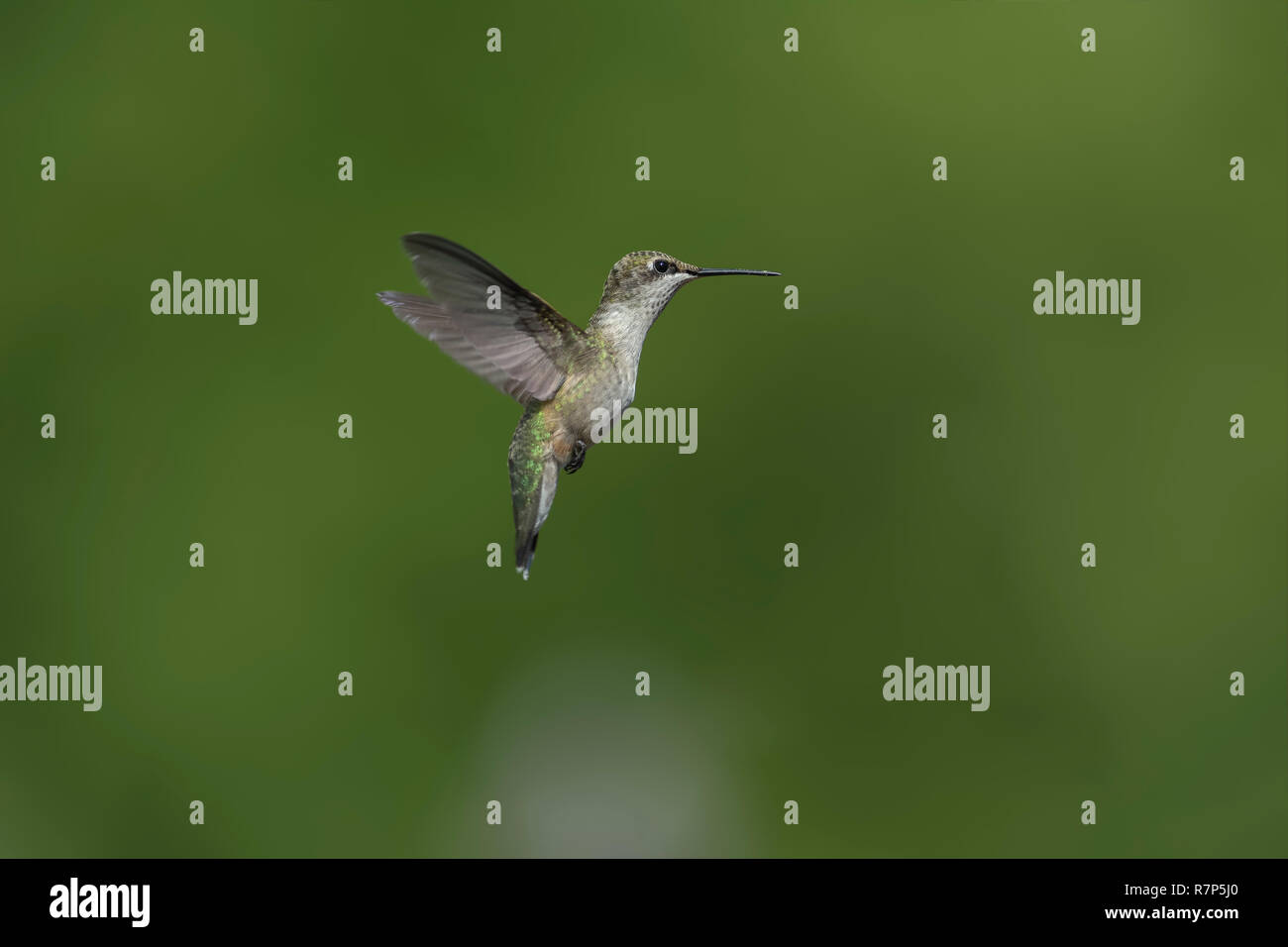Ruby-throated Hummingbird in flight. - Stock Image