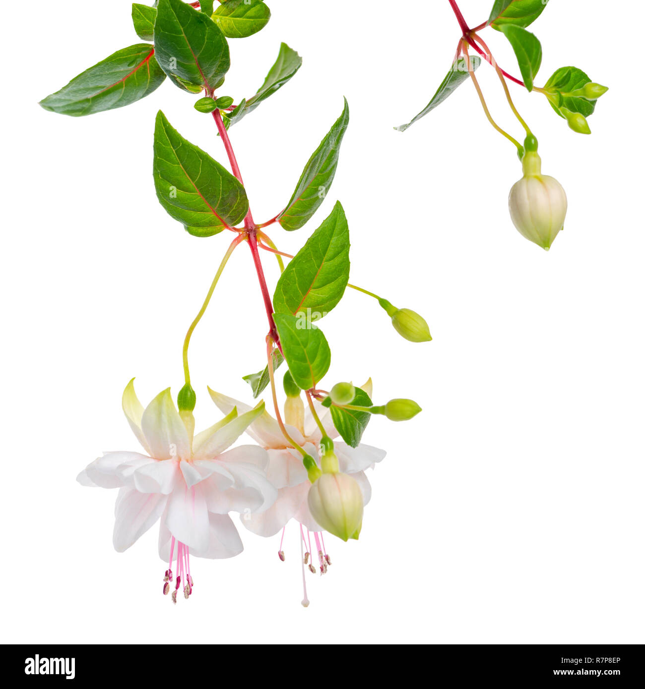 blooming hanging twigs of white fuchsia with green leaves is isolated on background, Frank Unswort, close up Stock Photo