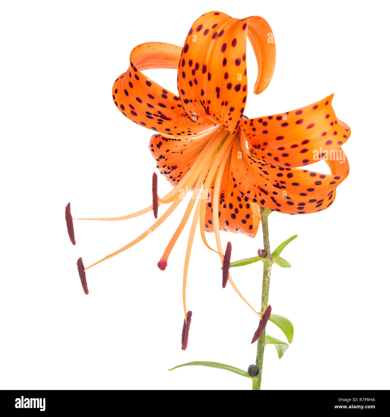 beautiful orange with spotted lily flower isolated on white background