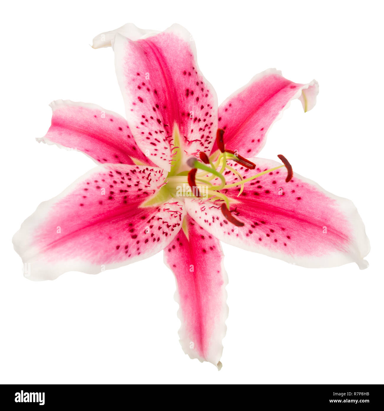beautiful red with spotted lily flower isolated on white background ...