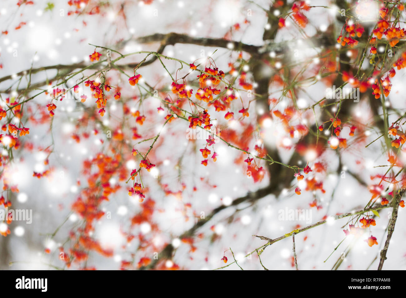 spindle or euonymus branch with fruits in winter Stock Photo