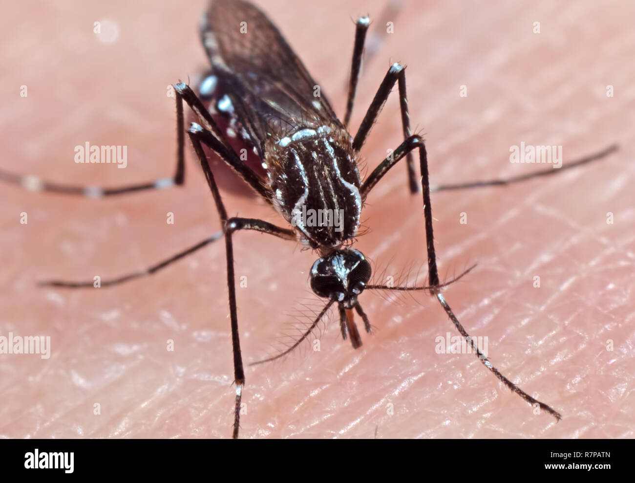Macro Photography of Yellow Fever Mosquito Sucking Blood on Human Skin