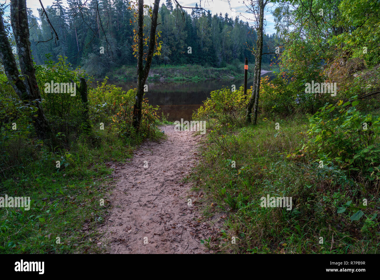tourist hiking trail track in green summer forest with dark ground and green foliage under
