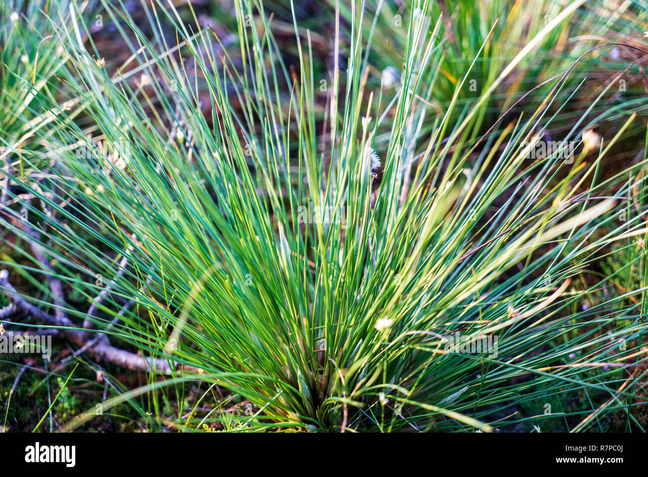 swamp vegetation close up with grass bents and foliage, bog in autumn Stock Photo