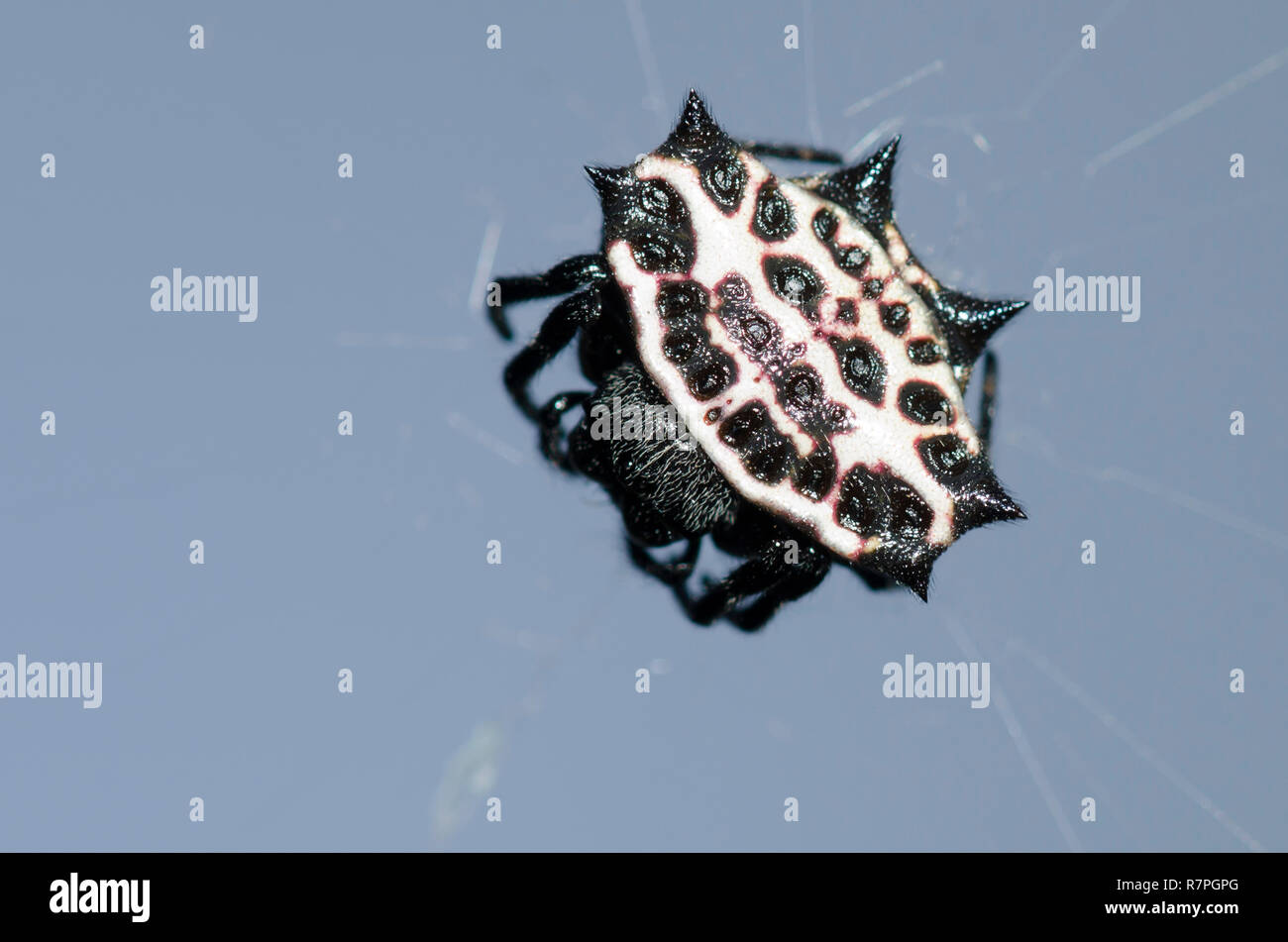 Spinybacked Orbweaver, Gasteracantha cancriformis Stock Photo