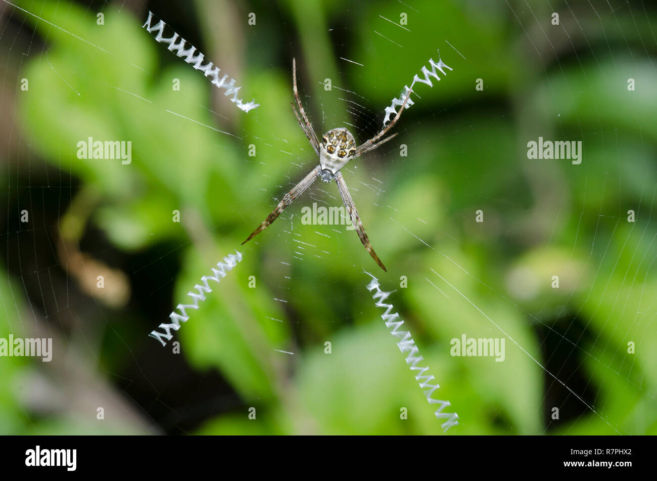 Silver Argiope, Argiope argentata, in web with stabilimentum Stock Photo