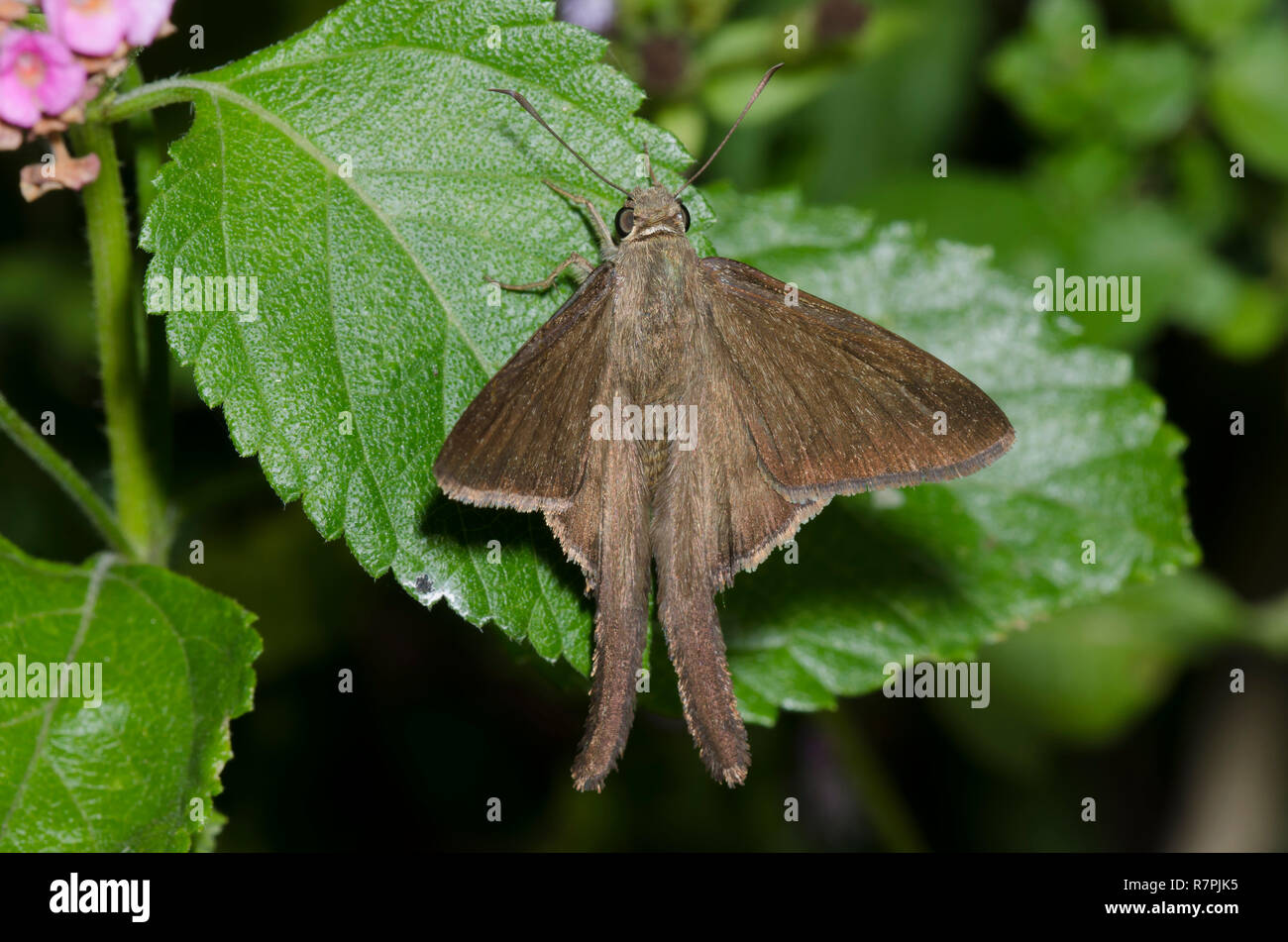 Brown Longtail, Spicauda procne, male Stock Photo