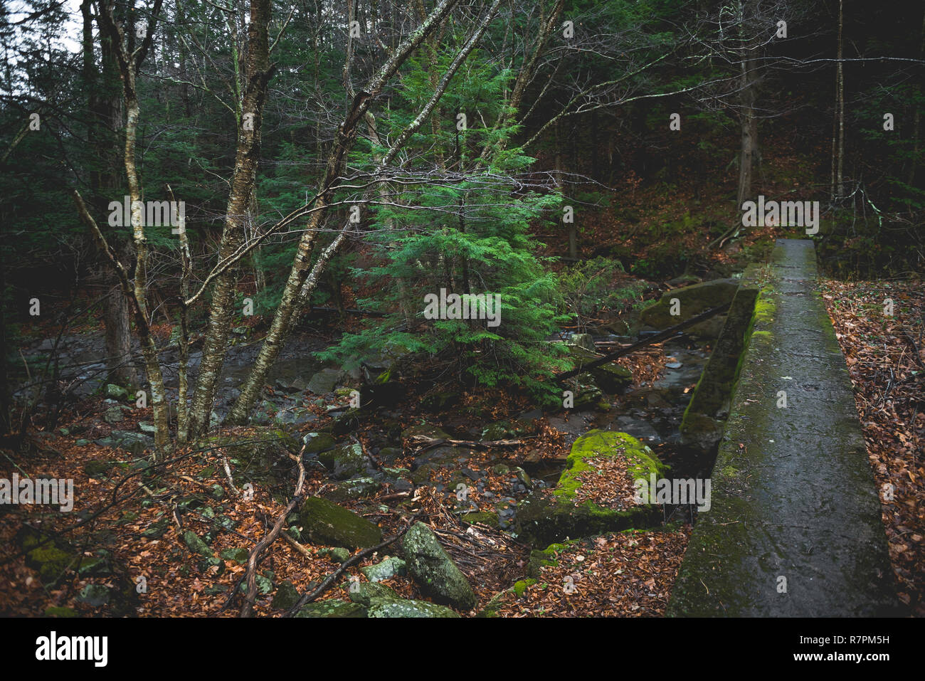 Fall scenes during a hike at Hunter Mountain in New York State. Stock Photo