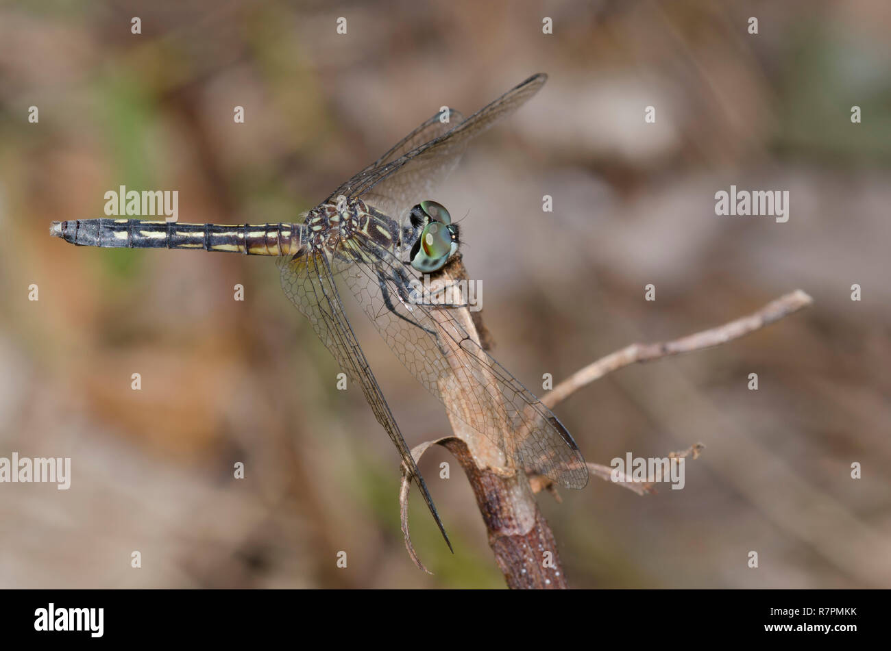 Blue Dasher, Pachydiplax longipennis, female Stock Photo - Alamy