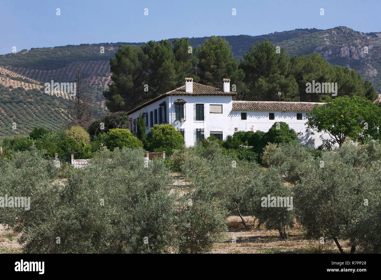 Spain, Andalusia, Granada, Producing farm with olive oil in the middle of the olive trees in the grenadine campaign Stock Photo