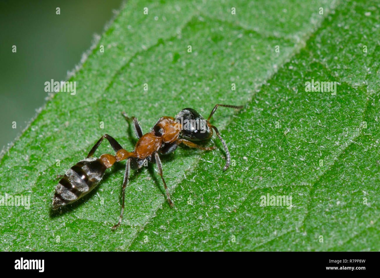 Graceful Twig Ant, Pseudomyrmex gracilis Stock Photo