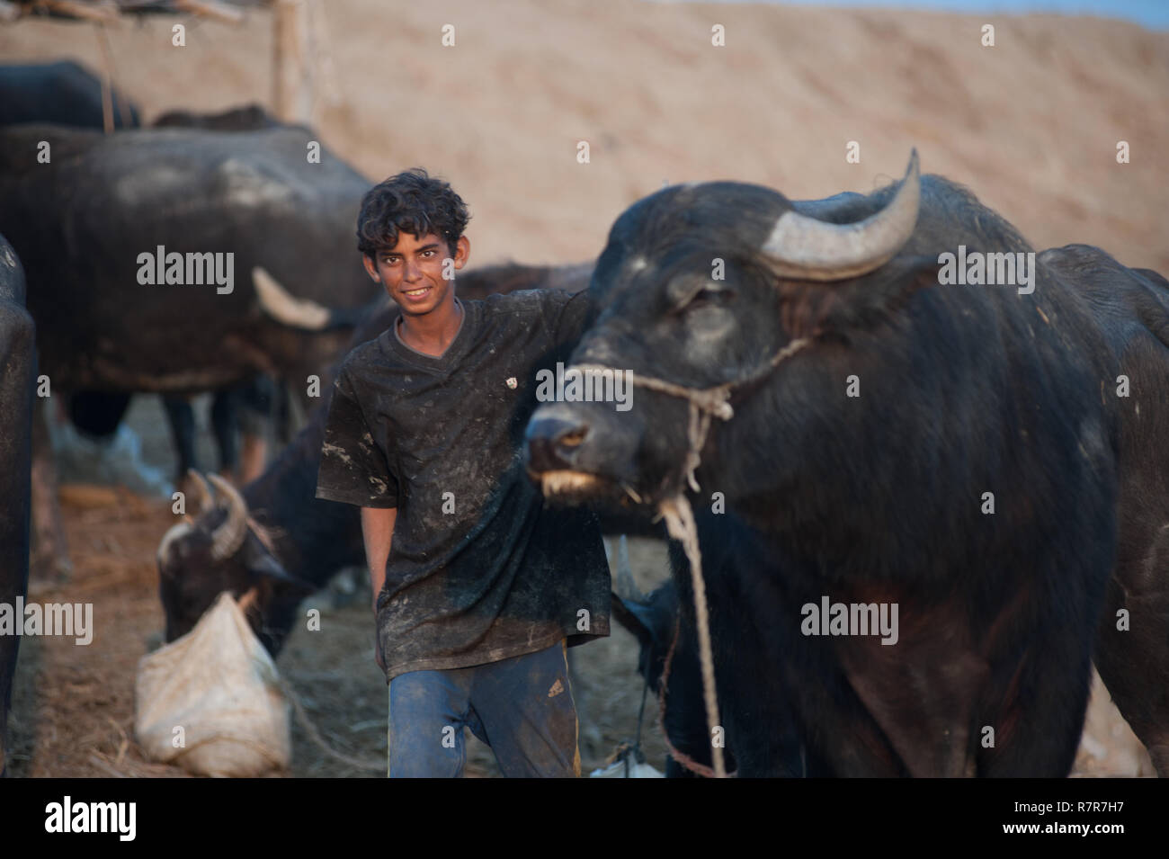 November 12, 2018 - Al-Chibayish, Marshes of Southern Iraq, Iraq - A buffalo herder youth seen next to a bull in the Hamar Marsh in the Southern wetlands of Iraq.Buffalo herders struggle for survival due to lack of clean drinking water and suitable fodder caused by drought.Climate change, dam building in Turkey and internal water mismanagement are the main causes of a severe drought in the southern wetlands of Iraq. Credit: John Wreford/SOPA Images/ZUMA Wire/Alamy Live News Stock Photo