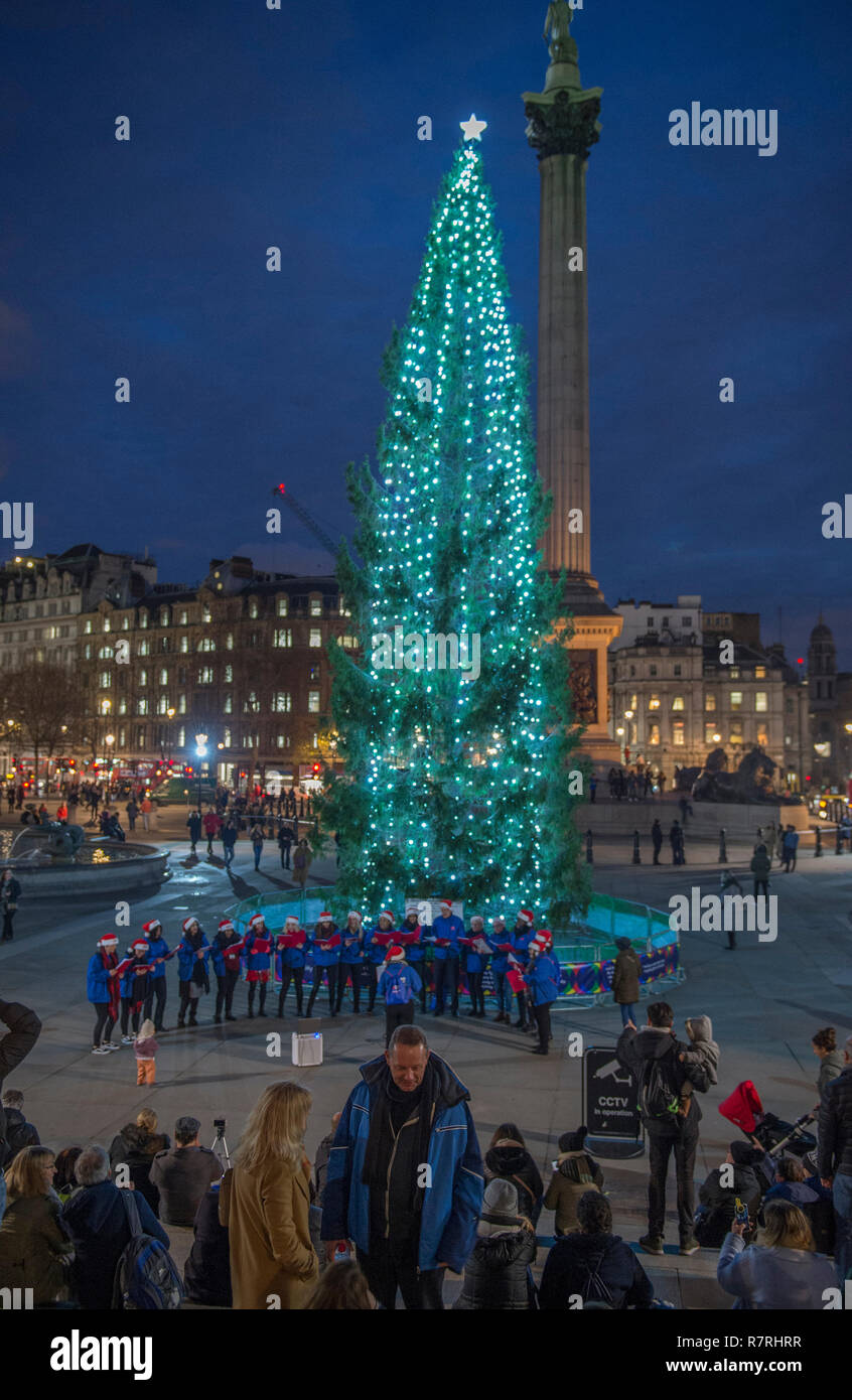 Trafalgar Square, London, UK. December 2018. The traditional Christmas tree, gifted by Norway