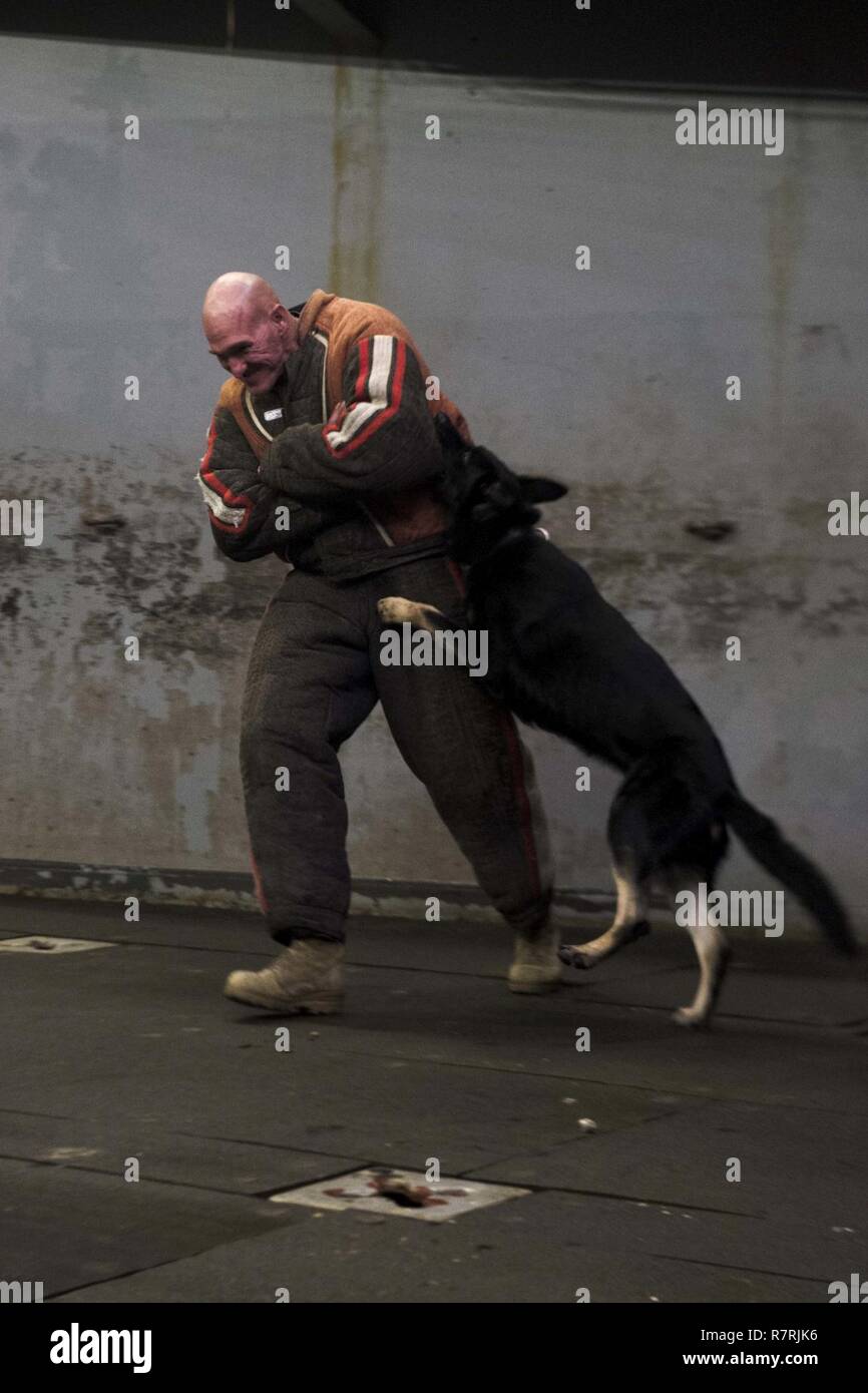EAST CHINA SEA (April 4, 2017) Sgt. Maj. William Pinkerton, from Marion, N.Y., participates in a military working dog (MWD) demonstration with MWD Sjonnie in the well deck of the amphibious transport dock USS Green Bay (LPD 20). Green Bay, part of the Bonhomme Richard Expeditionary Strike Group, with embarked 31st Marine Expeditionary Unit, is on a routine patrol, operating in the Indo-Asia-Pacific region to enhance warfighting readiness and posture forward as a ready-response force for any type of contingency. Stock Photo