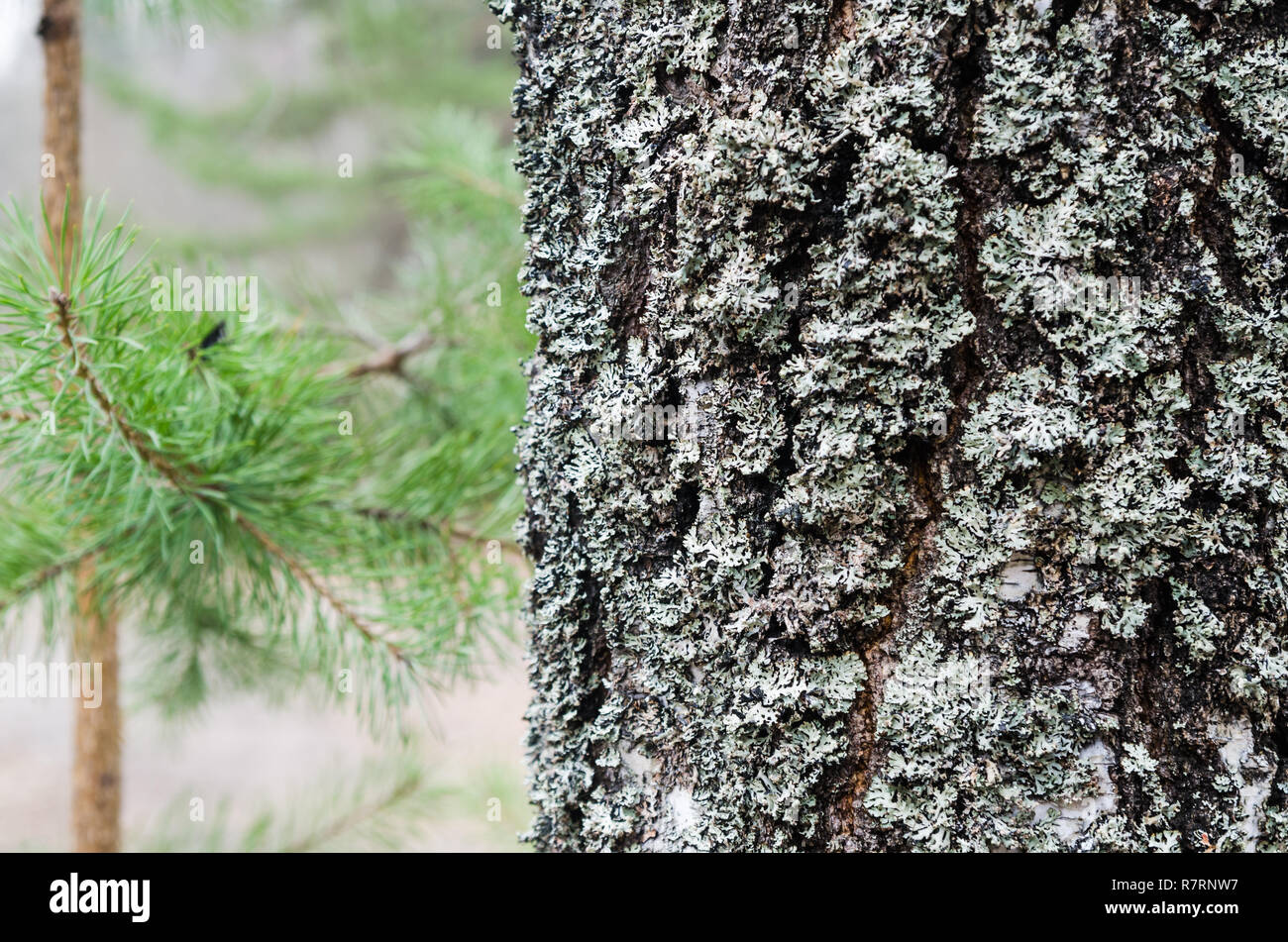 The trunk of an old moss-covered pine tree, a natural background Stock Photo