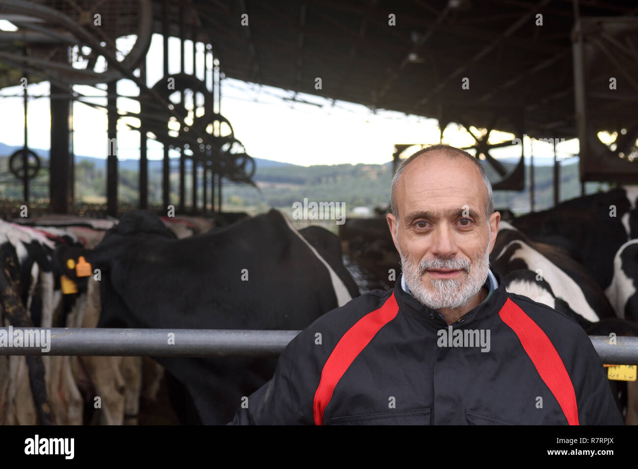 portrait of a farmer with cows Stock Photo - Alamy