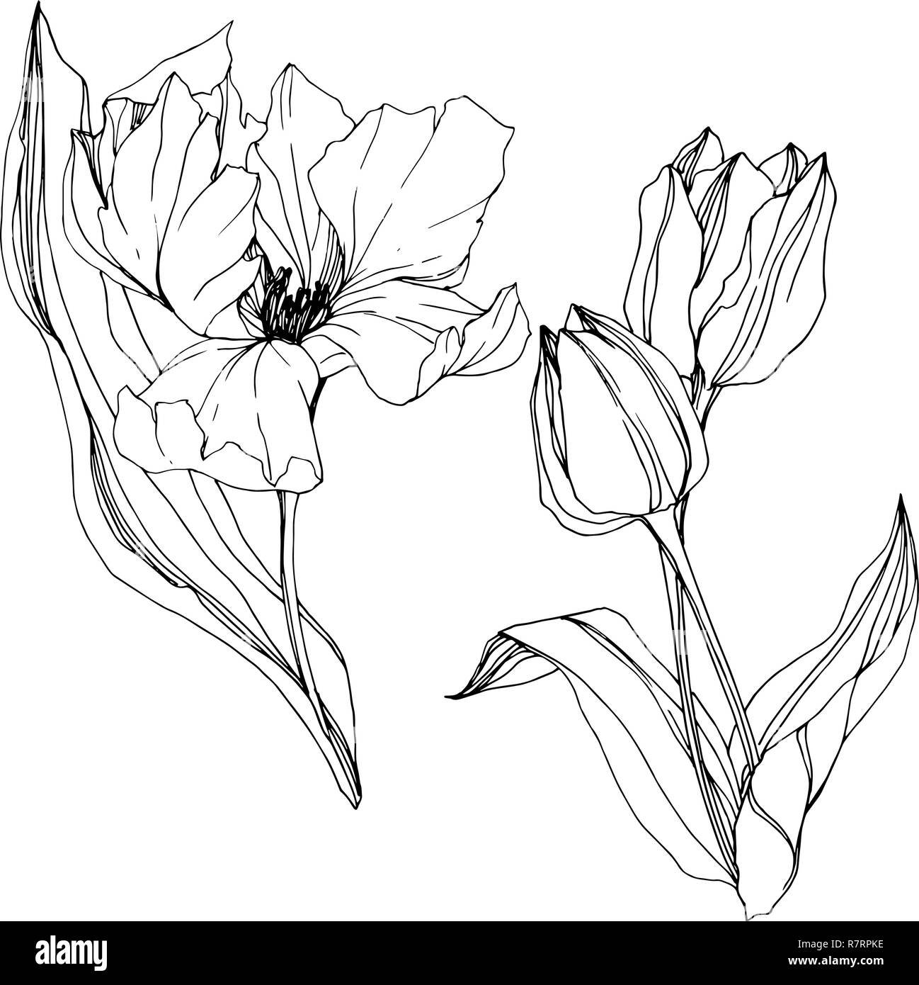 Vector Tulip Black and white engraved ink art. Floral botanical flower ...