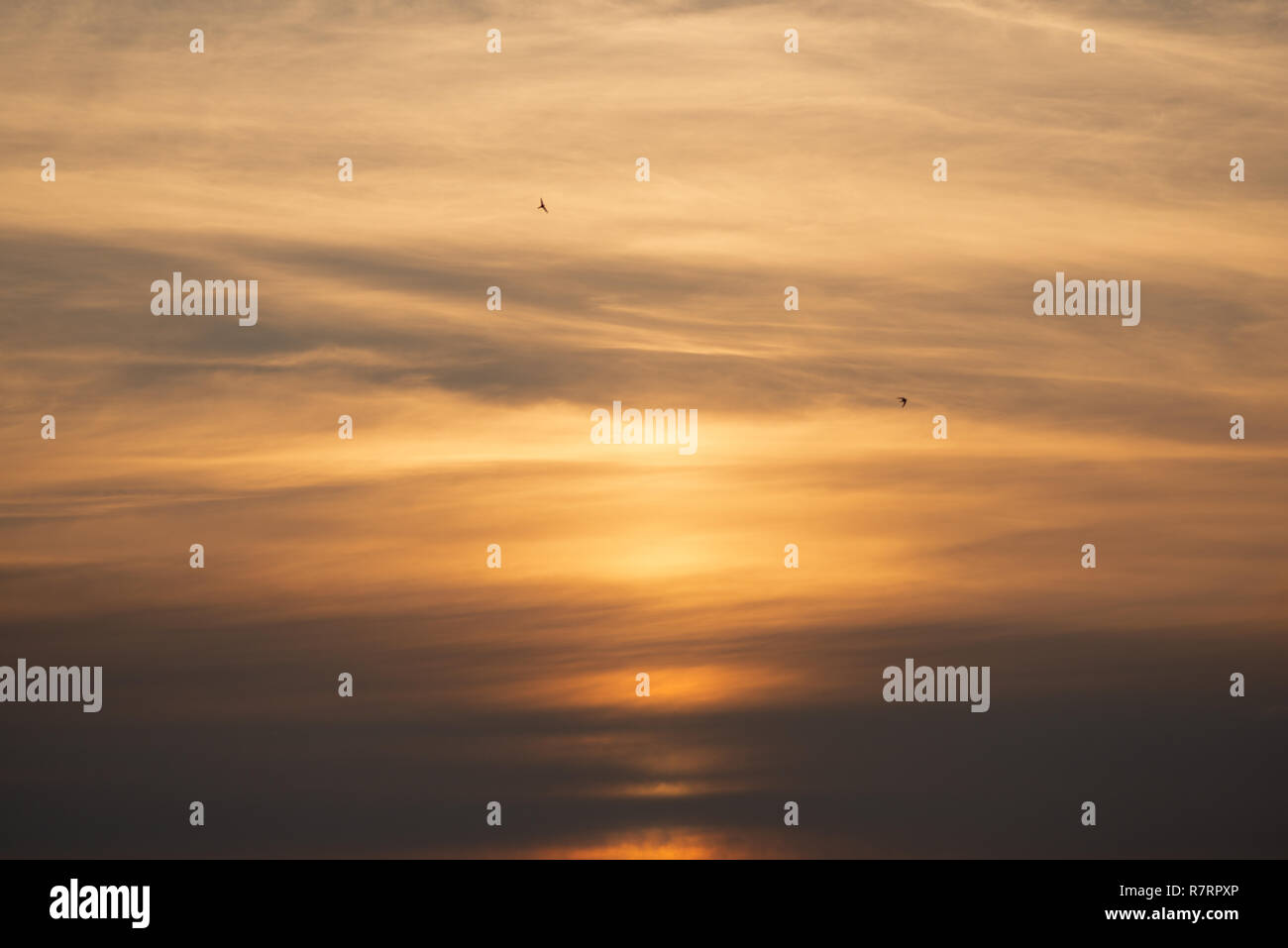 Birds in flight against muted soft pastel yellow orange clouds at  sunset. Stock Photo