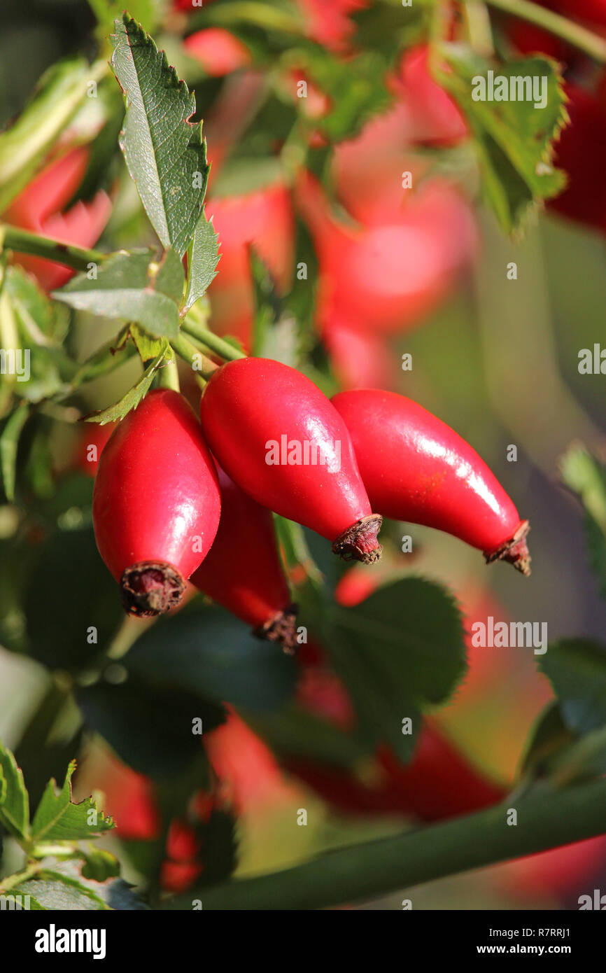 The bright red acessory fruit of the rose plant, known as rose hip or rose haw, in close up in a natural outdoor setting. Stock Photo