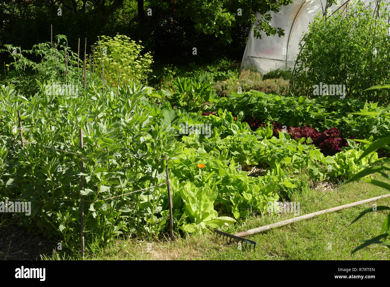 Vegetables growing in the garden (broad beans, salads, green beans, peas supported by canes, plants of tomatoes,  parsley, zucchini plants). Stock Photo