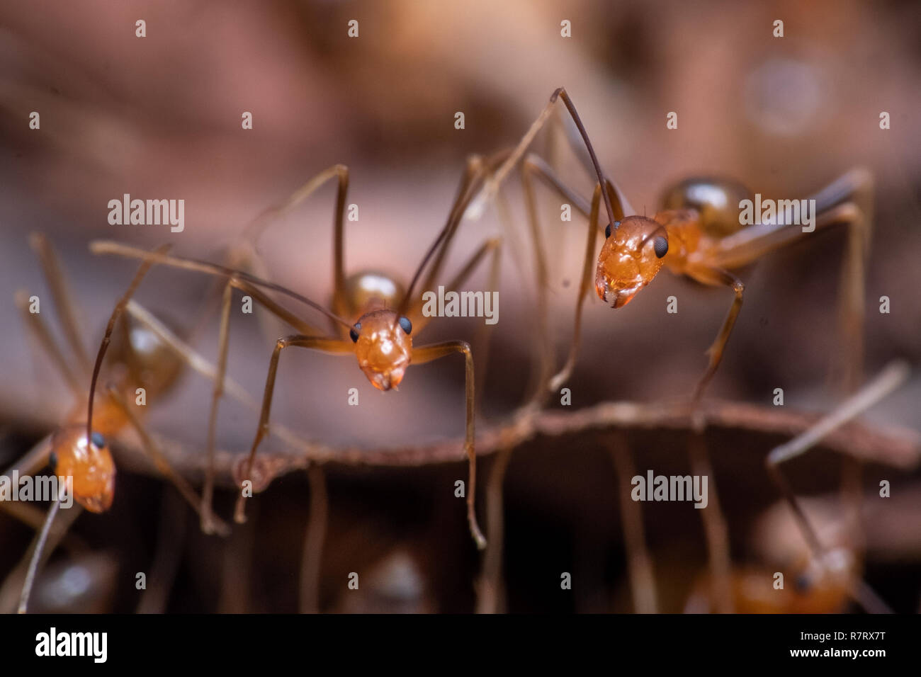 Invasive yellow crazy ants (Anoplolepis gracillipes), one of the world's most damaging invasive species, in Queensland, Australia Stock Photo