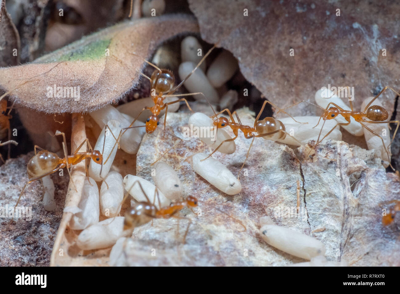 Invasive Species Australia Stock Photos & Invasive Species Australia