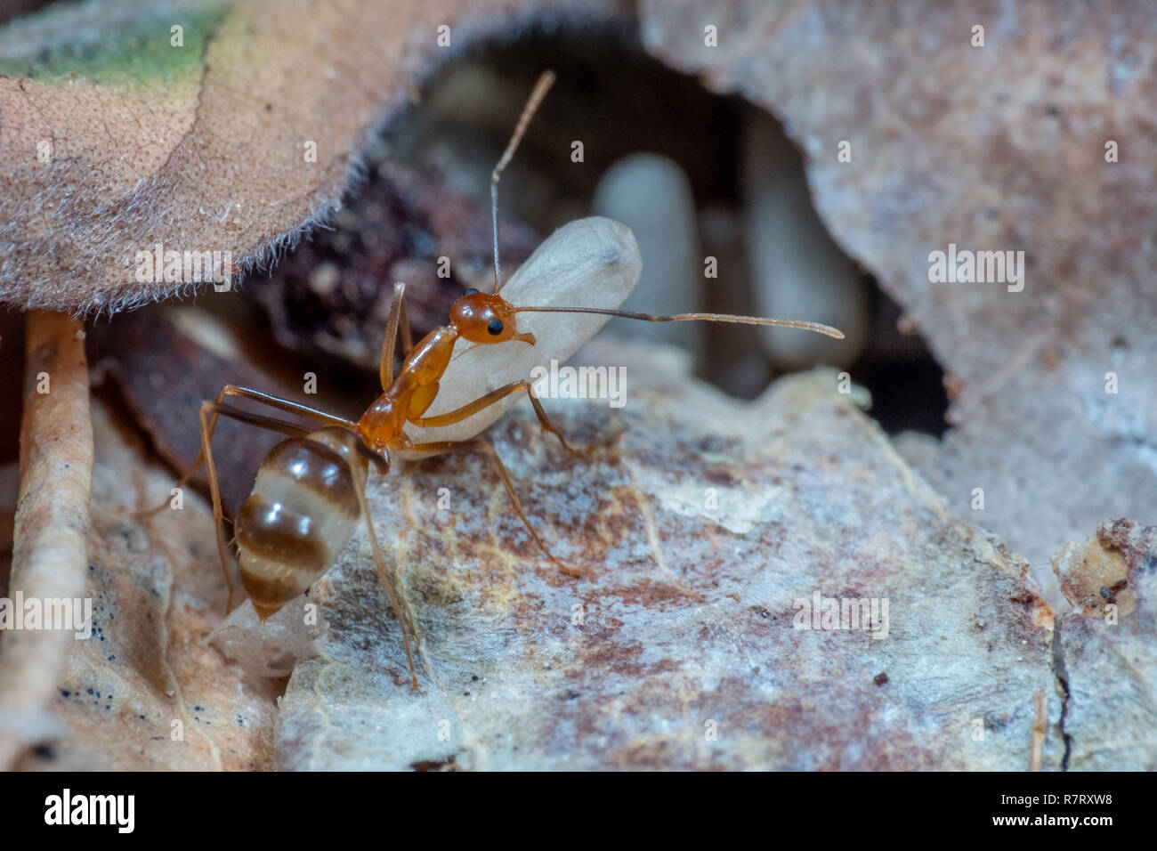 Invasive yellow crazy ants (Anoplolepis gracillipes), one of the world's most damaging invasive species, in Queensland, Australia Stock Photo