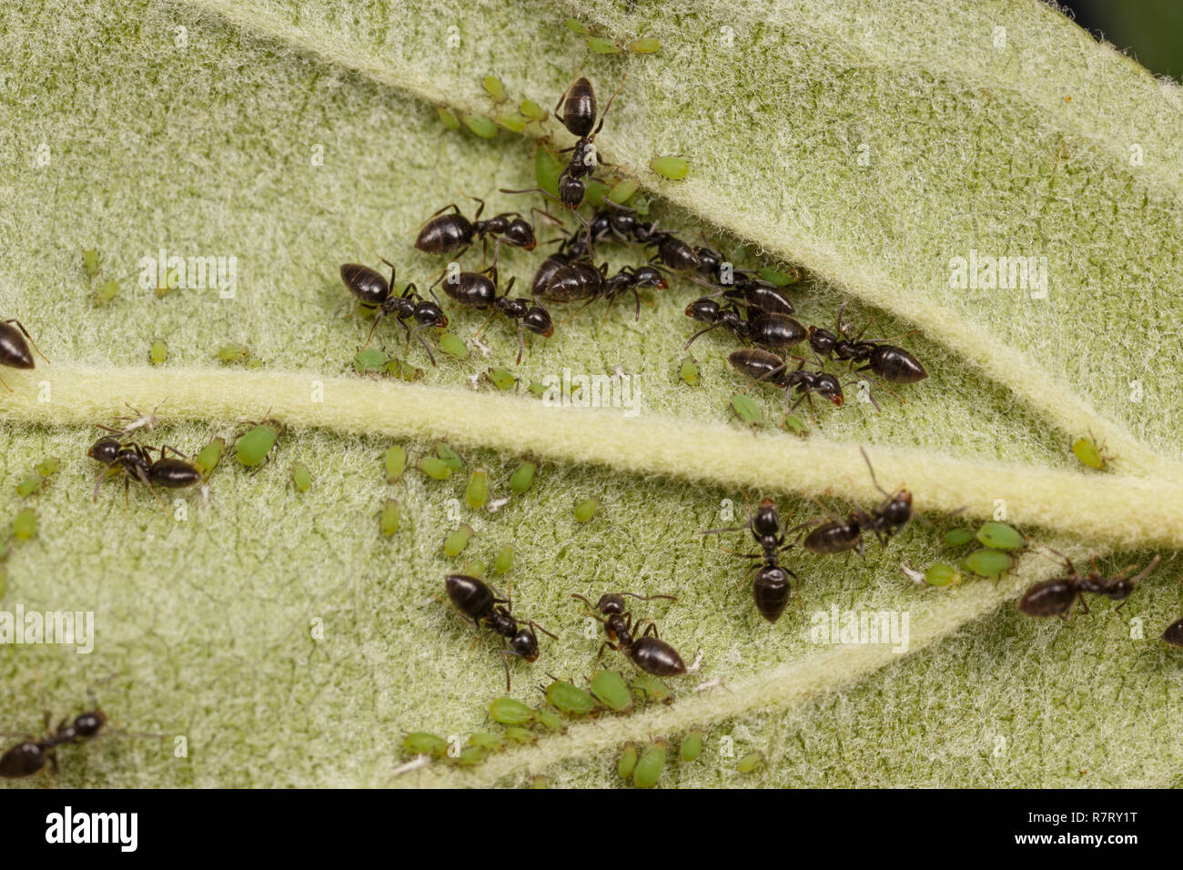 Несмотря на муравьиную склонность. Яблоневая тля. Тля на яблоне. Яблонная зеленая тля – Aphis Pomi deg.. Тля и муравьи.