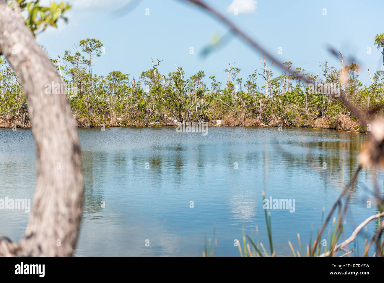 Big Pine Key, USA Florida Keys, landscape closeup of blue lake pond