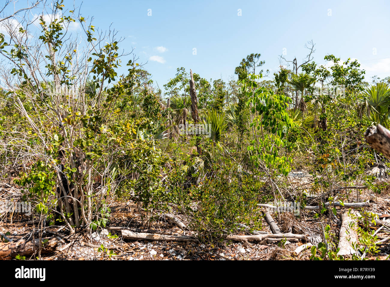Big Pine Key, USA Florida Keys, landscape closeup of blue lake pond damaged trees damaged by wind, damage, destruction by hurricane Irma, nobody Stock Photo