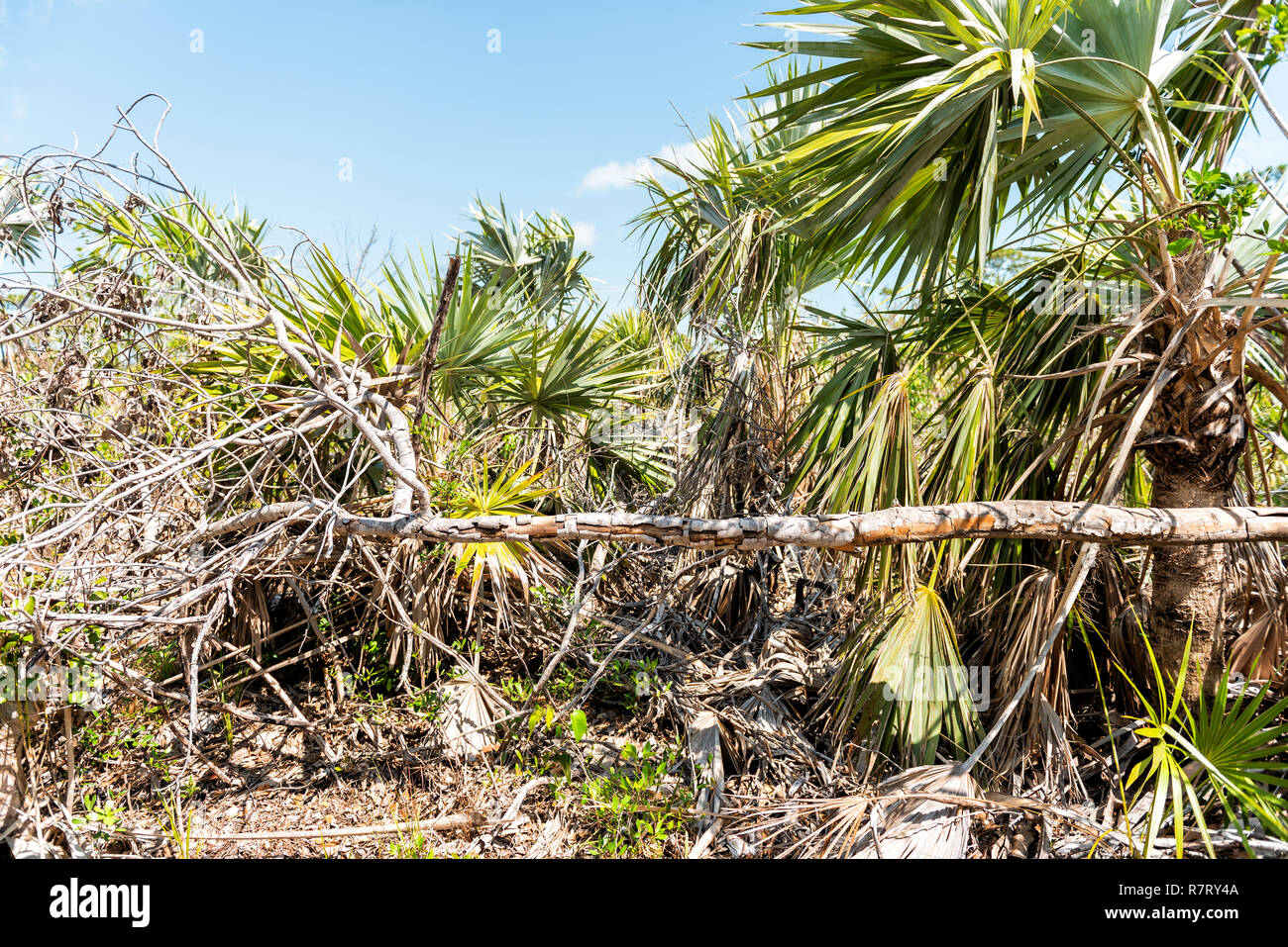 Big Pine Key, USA Florida Keys, landscape closeup of blue lake pond fallen trees wind damaged by hurricane Irma, nobody Stock Photo