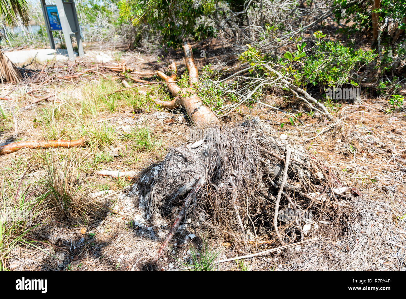 Big Pine Key, USA Florida Keys, landscape closeup of fallen trees wind damaged by hurricane Irma, nobody Stock Photo