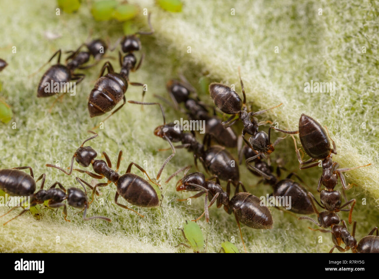 Technomyrmex ants tending green aphids on an apple tree, Albany