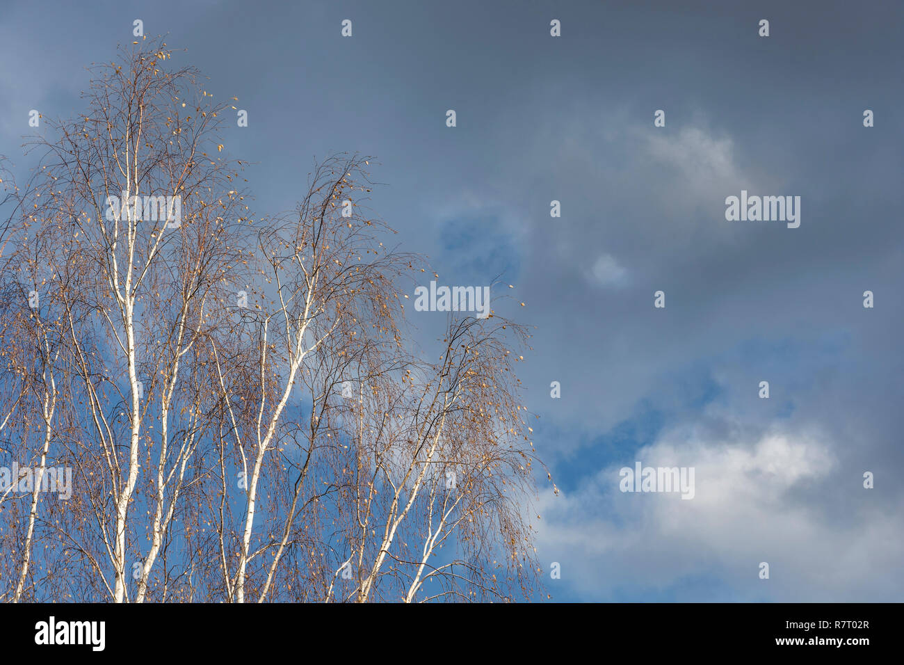 The last yellow leaves on thin branches of white-trunched birch against a cloudy sky. Stock Photo