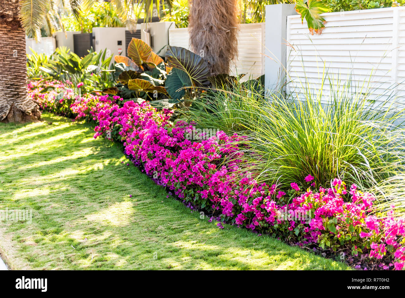 Vibrant pink bougainvillea flowers in Florida Keys or Miami, green plants landscaping landscaped lining sidewalk street road house entrance gate door  Stock Photo