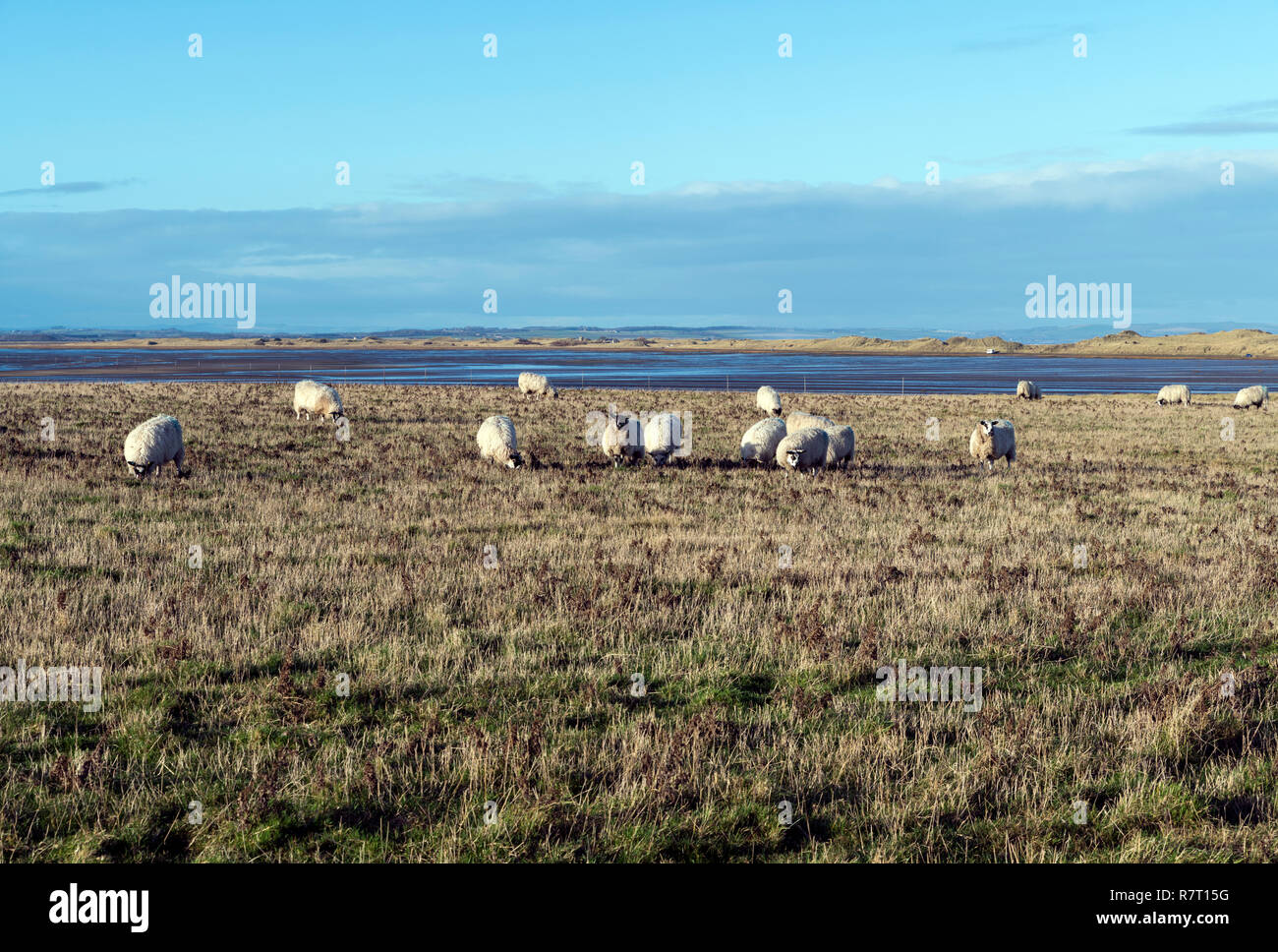 Sheep grazing on holy Island, Northumberland Stock Photo