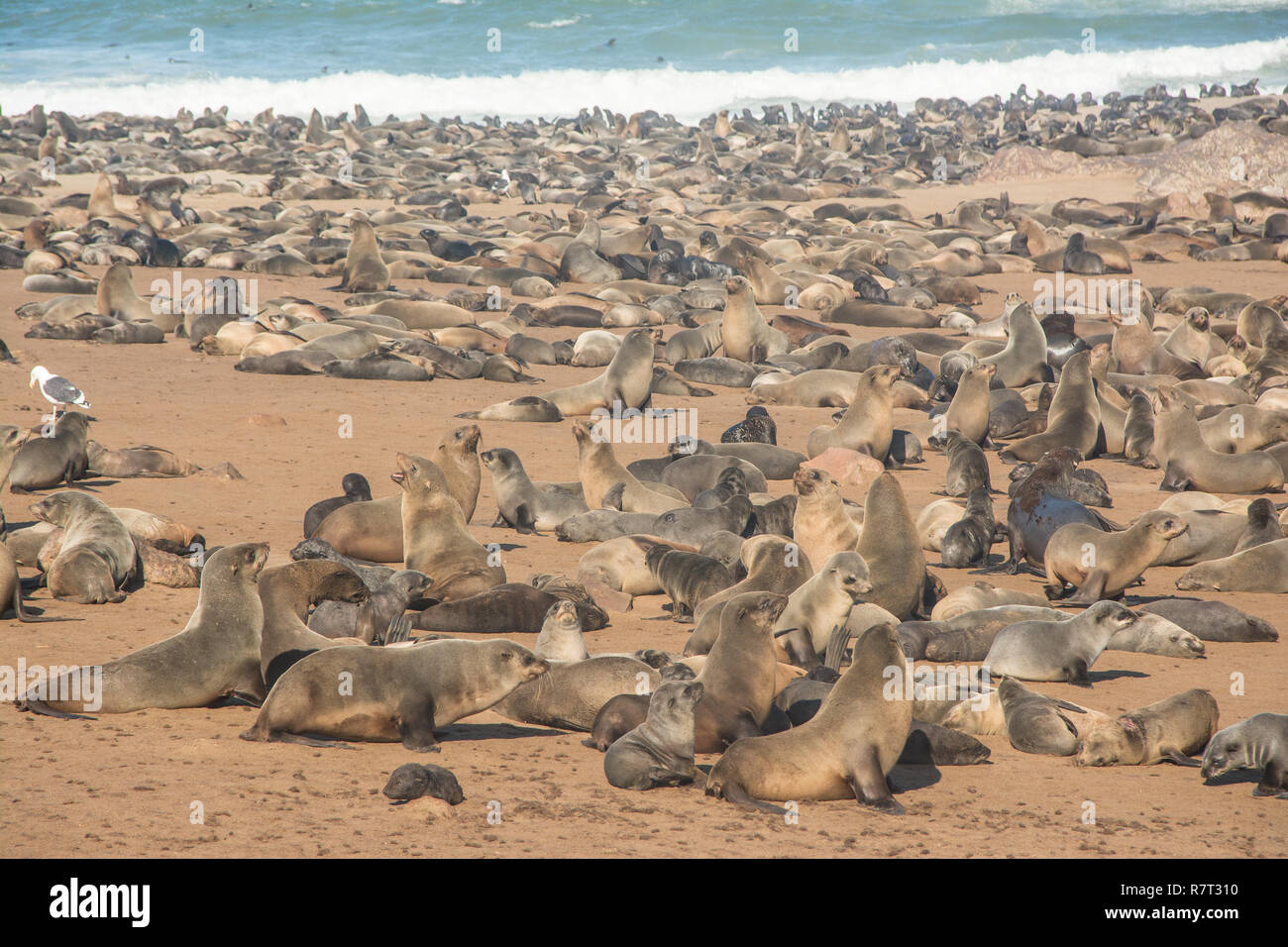 Cape fur seal colony in Namibia Stock Photo