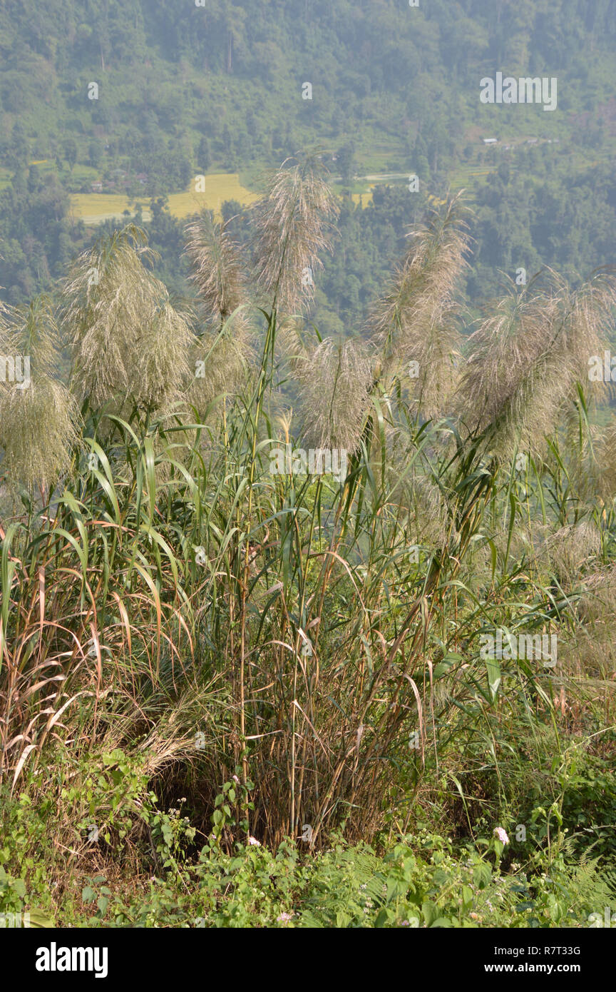 Thysanolaena latifolia or Asian Broom Grass at Bindu road in Darjeeling