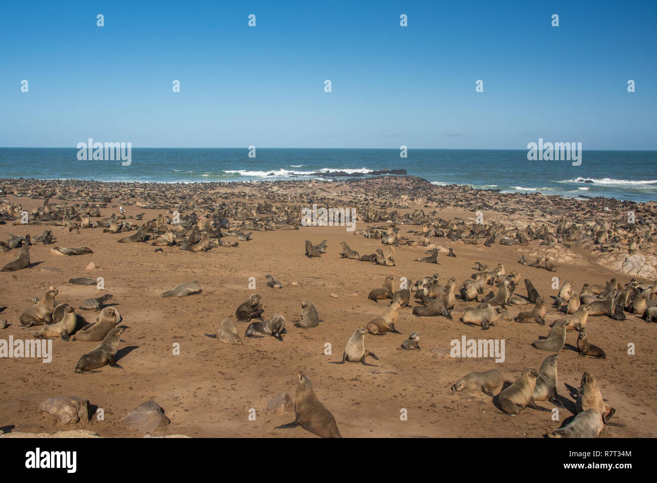 Cape fur seal colony in Namibia Stock Photo