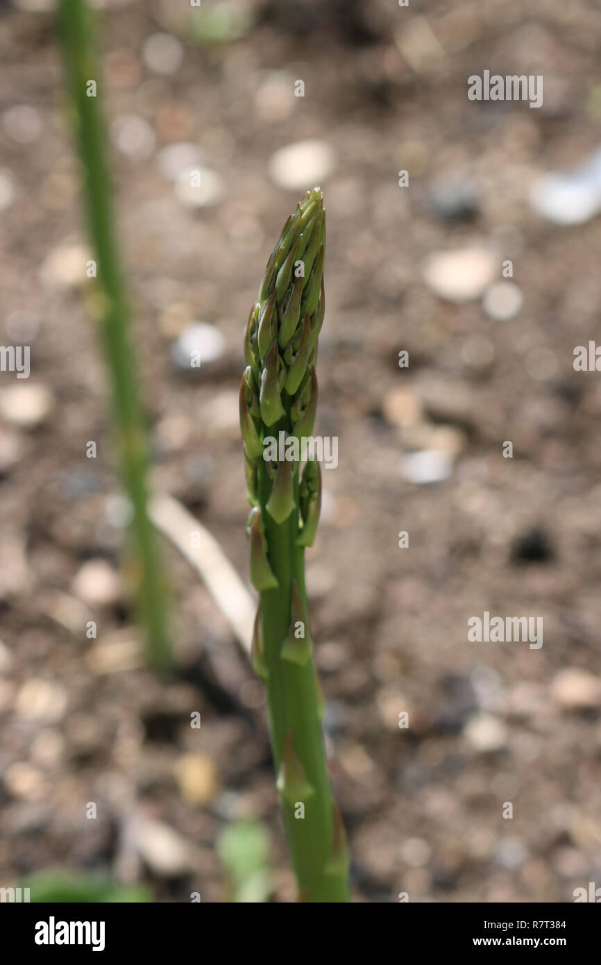 Single spear of asparagus (Asparagus officinalis) with another narrow