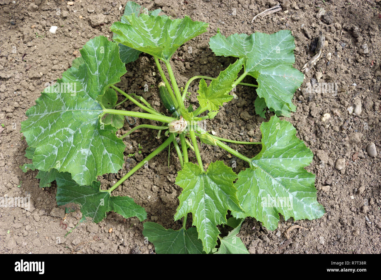 Courgette or zucchini (Cucurbita pepo) plant on well cultivated soil