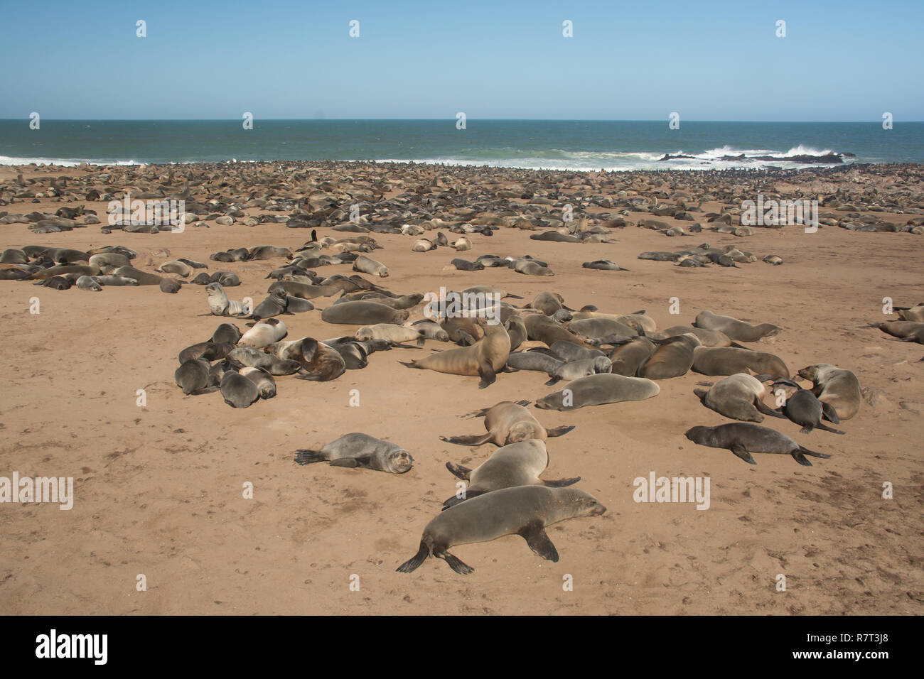 Cape fur seal colony in Namibia Stock Photo