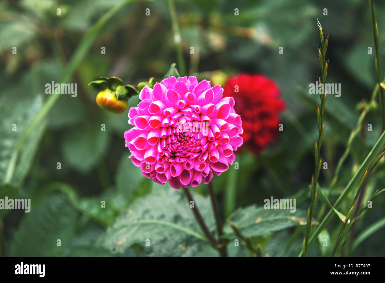 Pink Ken’s Choice Dahlia Flower Stock Photo - Alamy