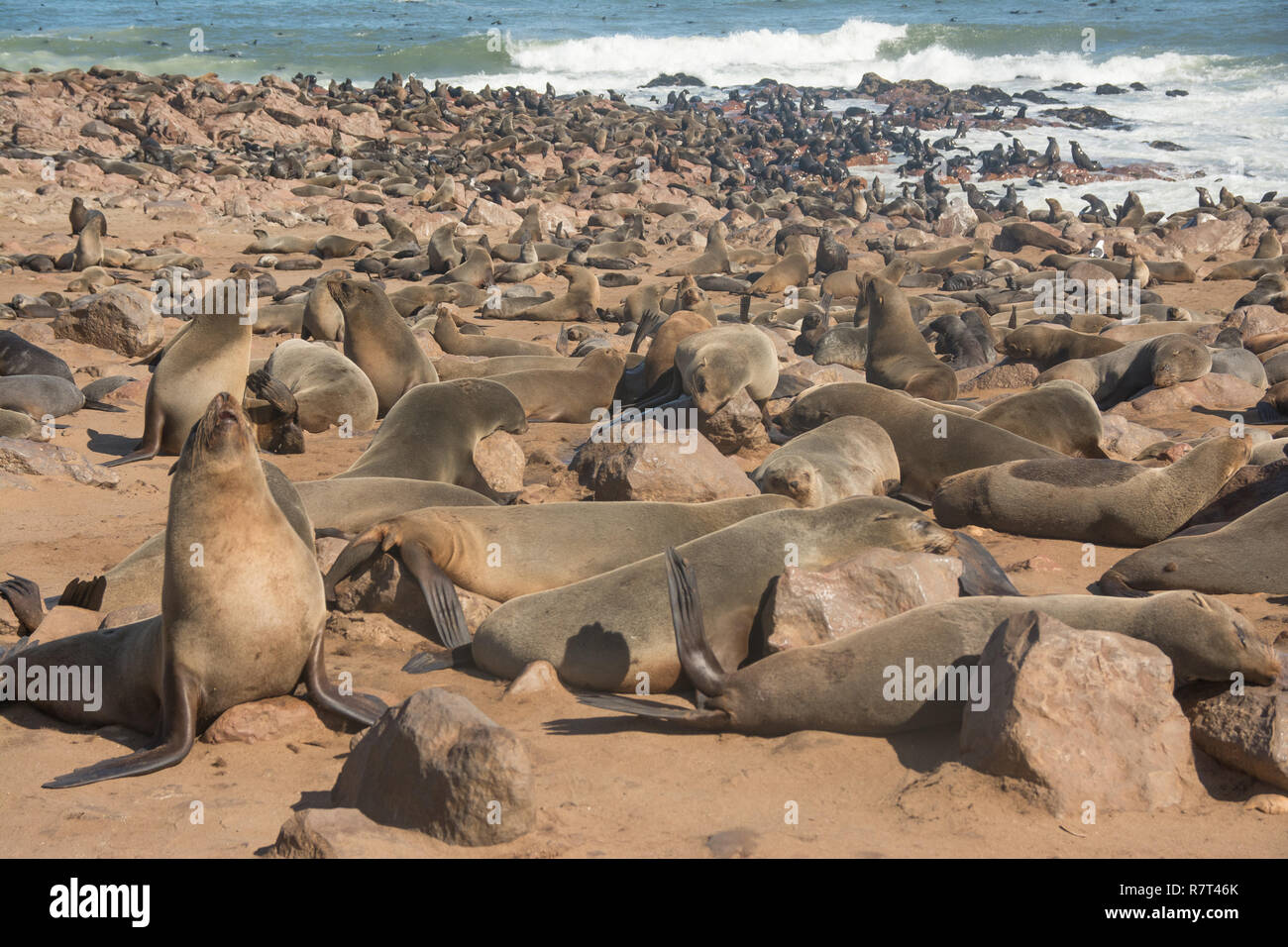 Cape fur seal colony in Namibia Stock Photo