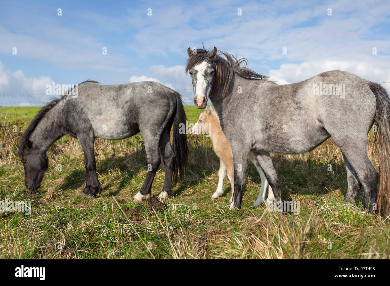 Pony (Equus ferus caballus) New born foal with mare Pembrokeshire coast, Wales UK Stock Photo
