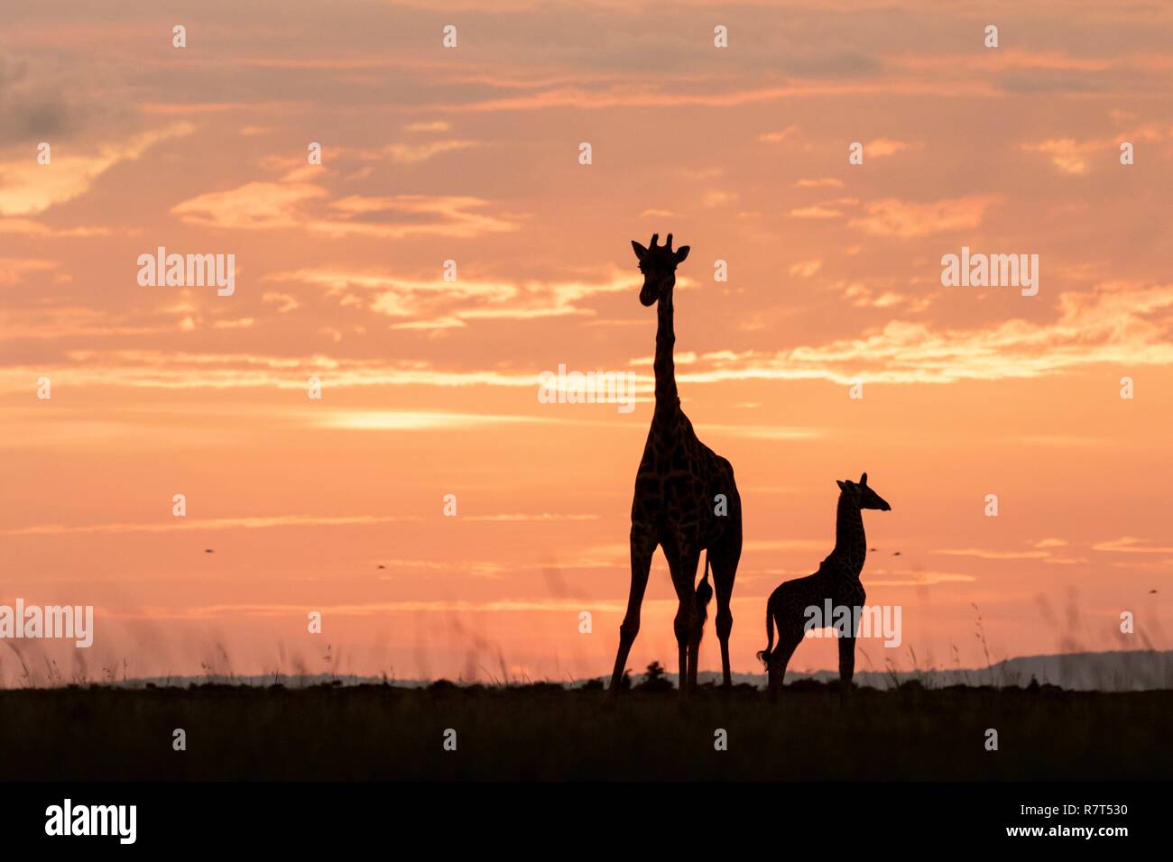 Kenya, Masai-Mara Game Reserve, Girafe masai (Giraffa camelopardalis), mother and young at sunset Stock Photo