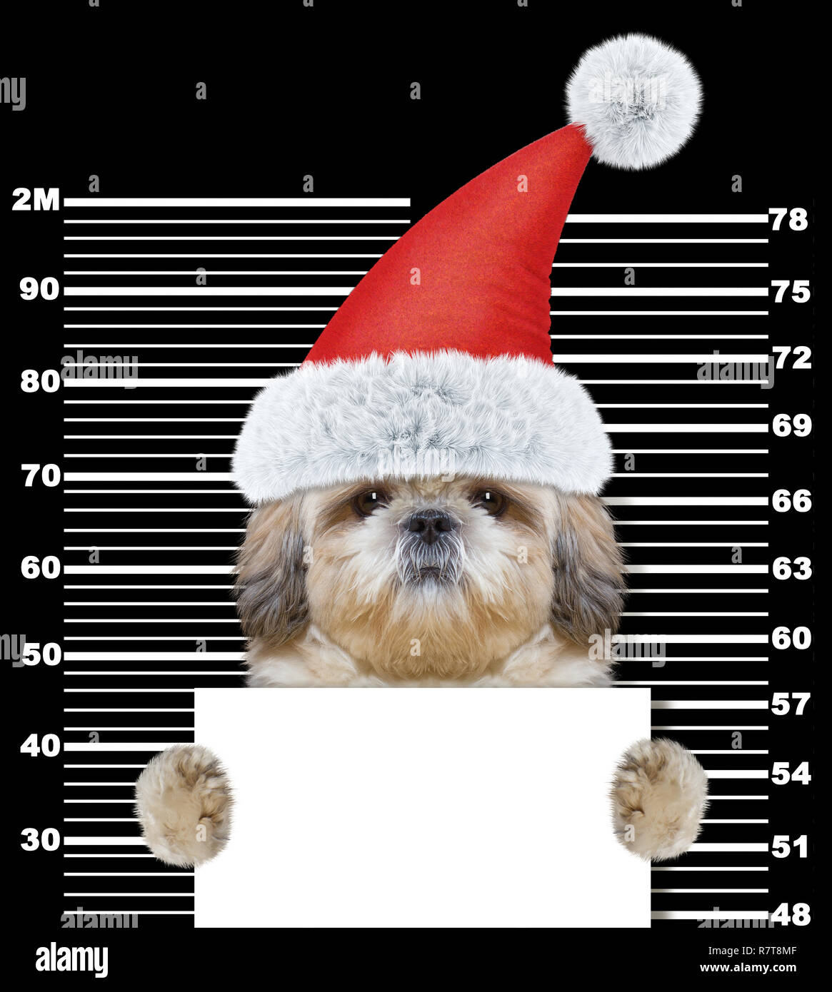 Shitzu dog as santa claus in prison. Isolated on black background Stock Photo