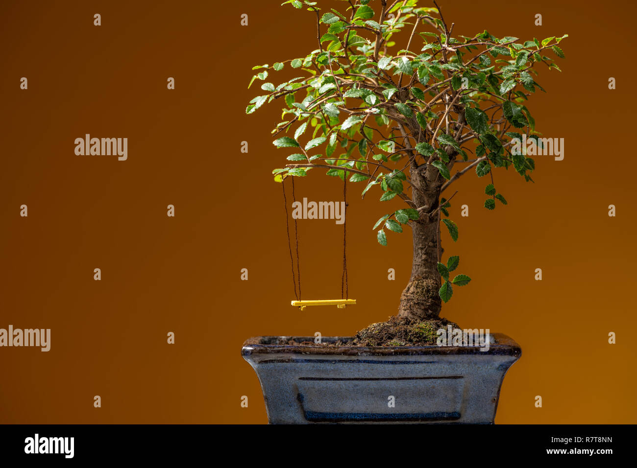 Closeup of a small bonsai tree planted in a black pot, yellow swing Stock Photo