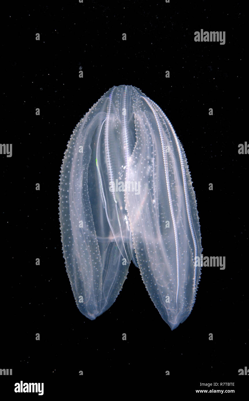 Warty comb jelly mnemiopsis leidyi hires stock photography and images