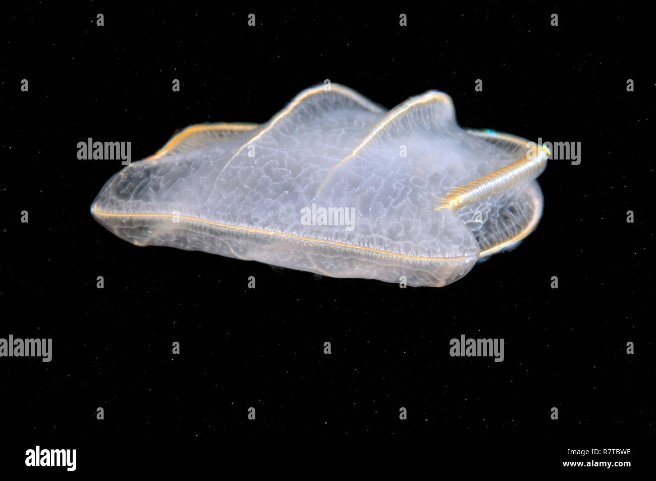 Comb Jellyfish (Beroe ovata), Black Sea, Crimea, Ukraine Stock Photo